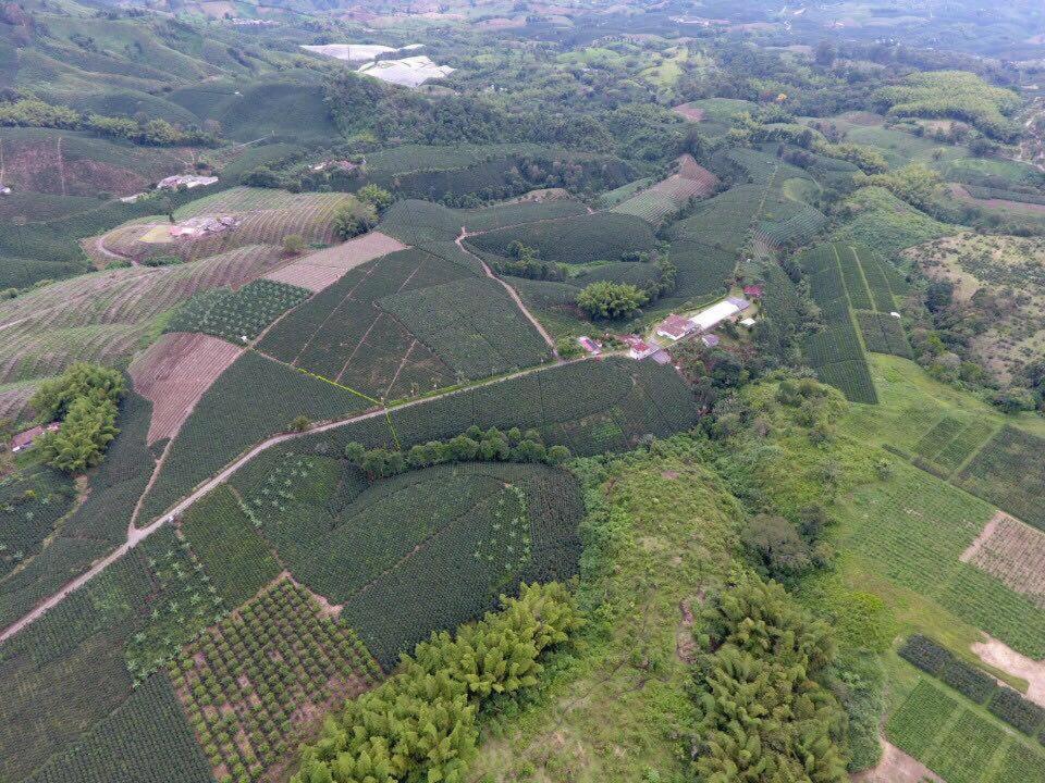 Вилла Hacienda Cafetera La Gaviota Чинчина Экстерьер фото